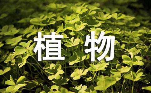 小学四年级植物作文