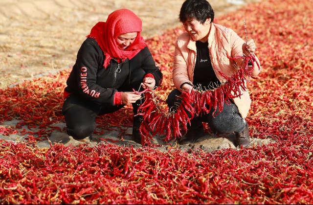 甘肃高台：技能之花  绚烂绽放