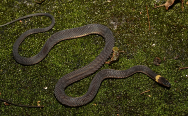 湖南师大学子发现世界新物种——南山脊蛇