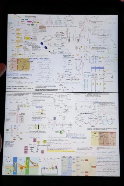 用理想指引前路，广东以色列理工学院优秀学子的奋斗故事