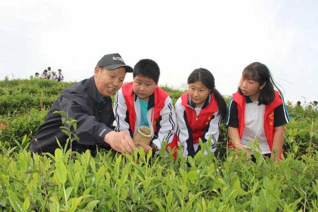 劳动教育+非遗传承，武当山中学开展茶文化进校园活动