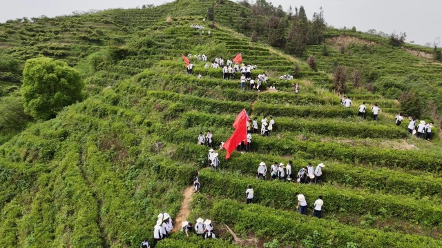 劳动教育+非遗传承，武当山中学开展茶文化进校园活动