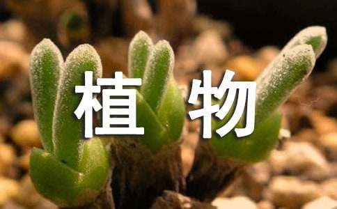 三年级我的植物朋友作文
